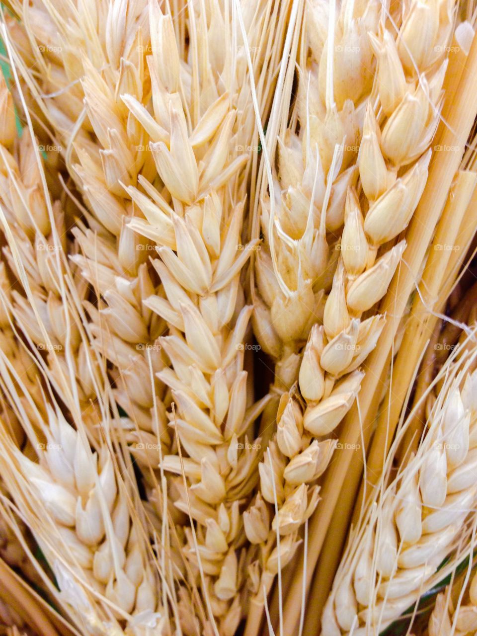 Close-up view of wheat