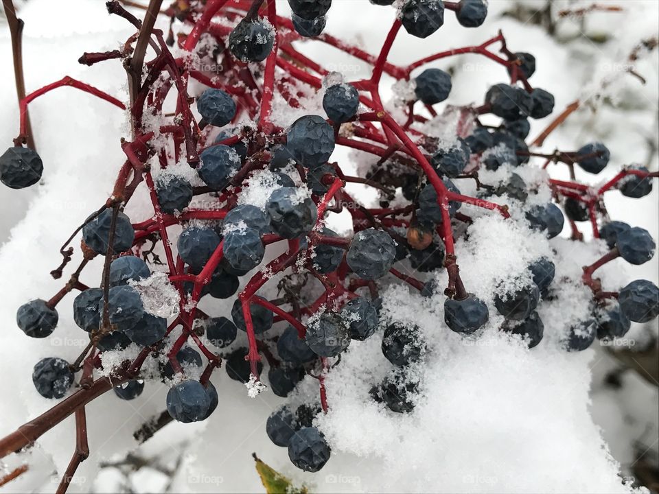 Fruit, Winter, Berry, Snow, Season