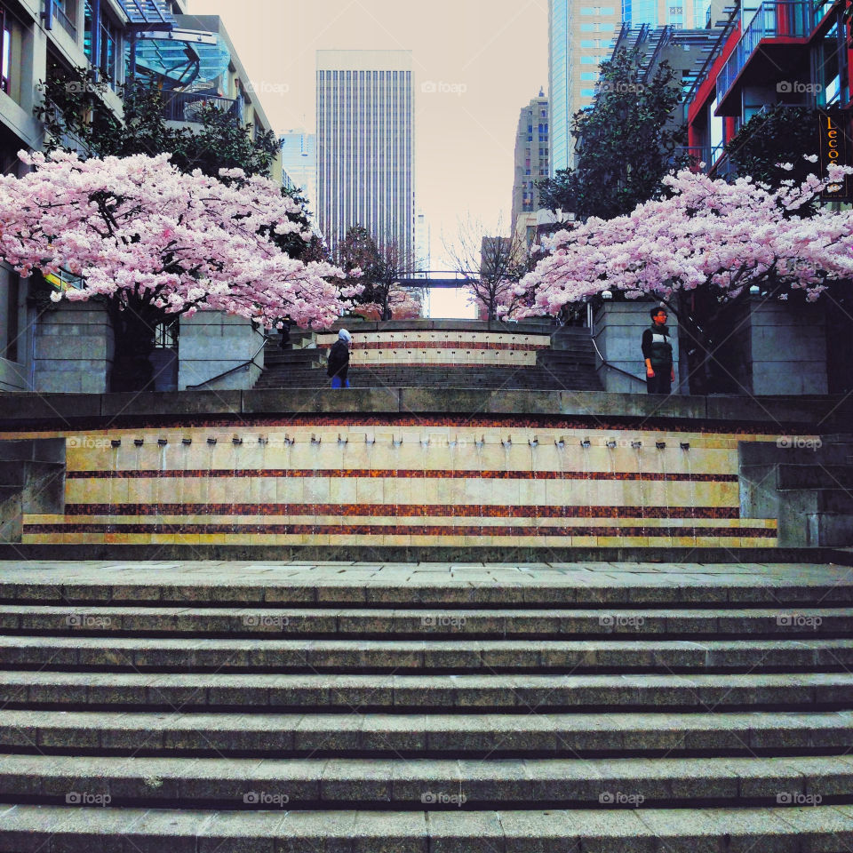 Cherry Blossom Steps
