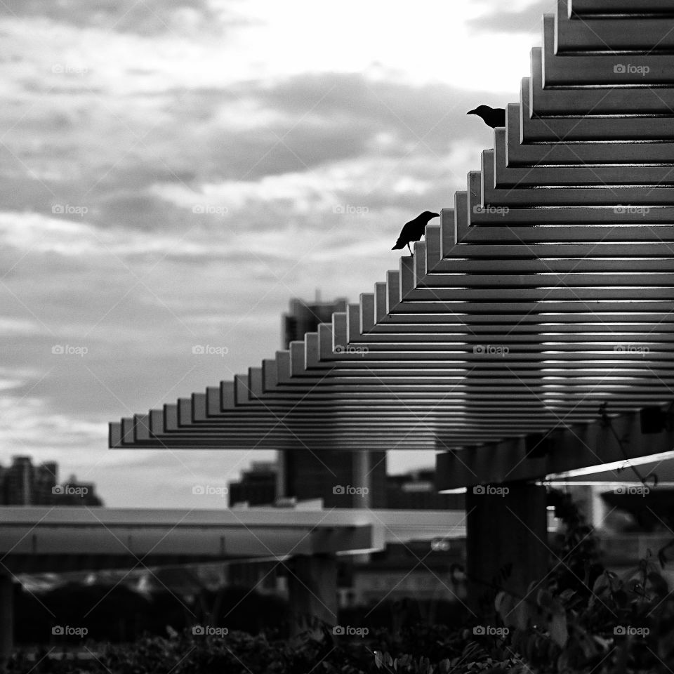 two birds in the city 