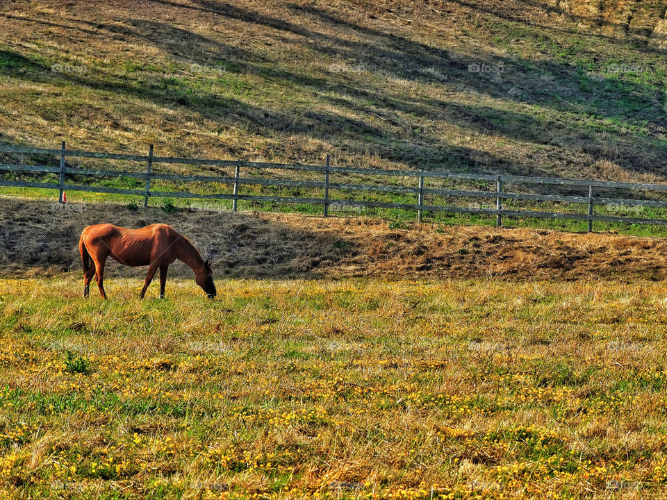 Horse grazing in a golden California pasture