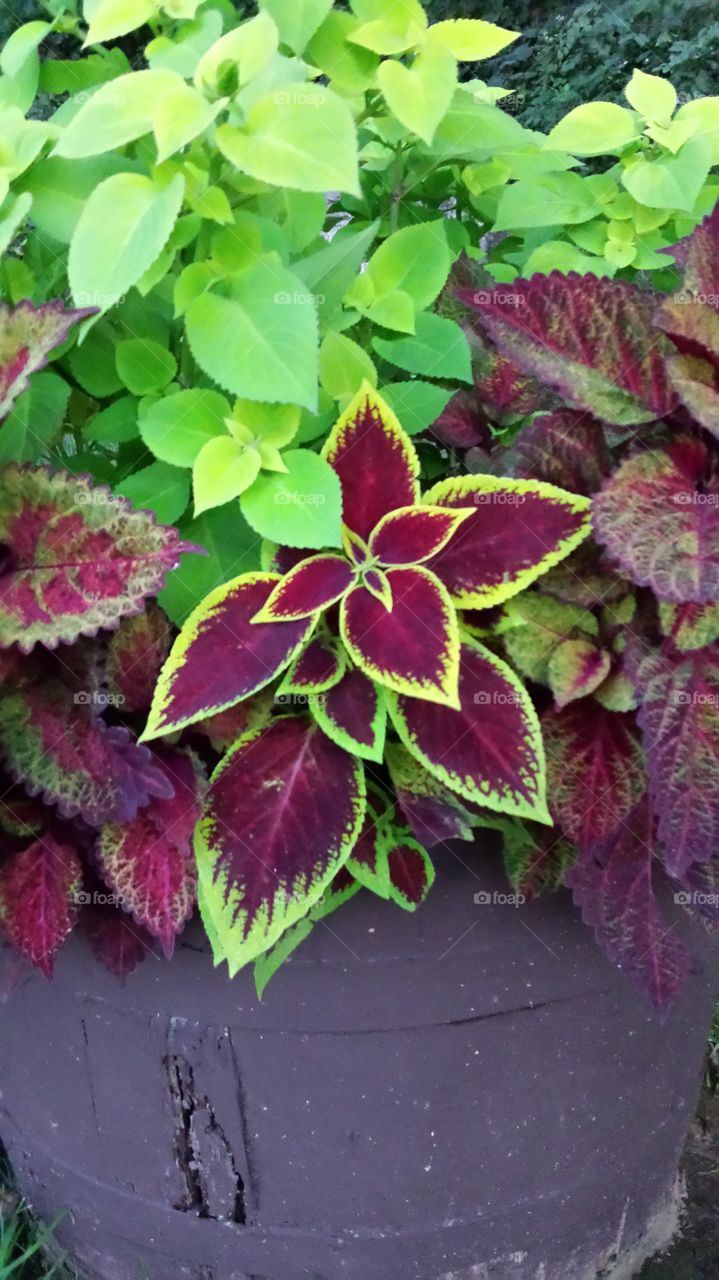Coleus plant. summer flowers 