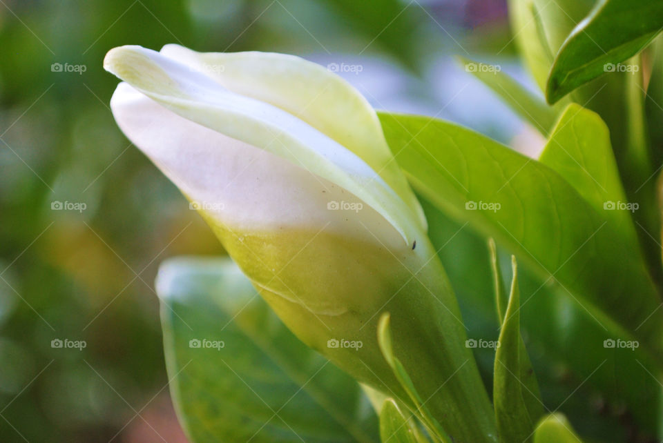 Gardenia bud