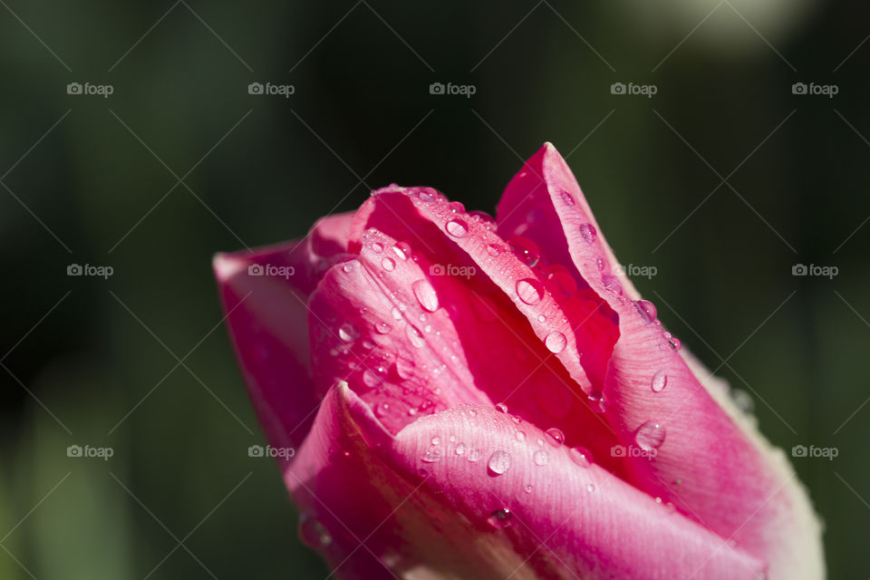 tulip bud covered with rain drops.  spring rain concept