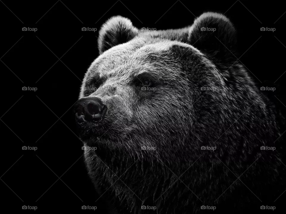 Black, bear 🐻
