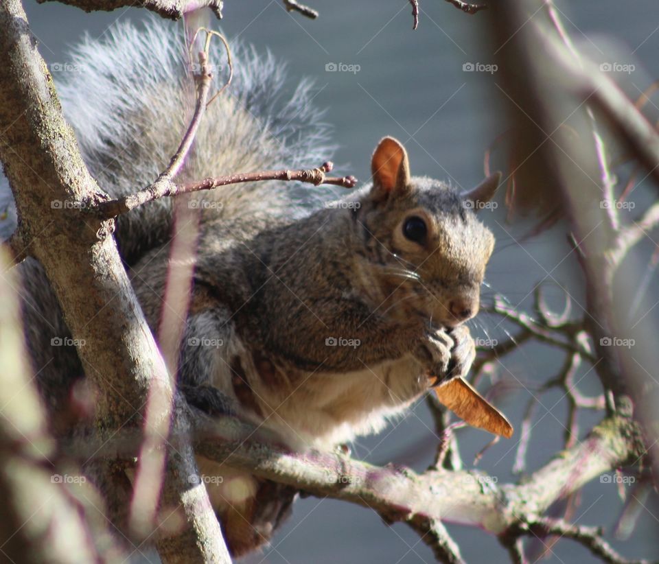 Grey squirrel 