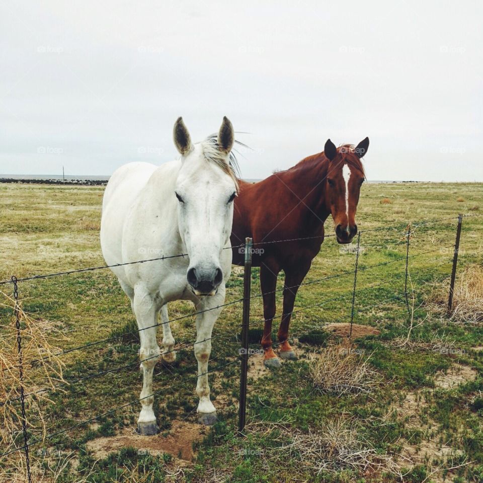 Mammal, Horse, Cavalry, Farm, Mare