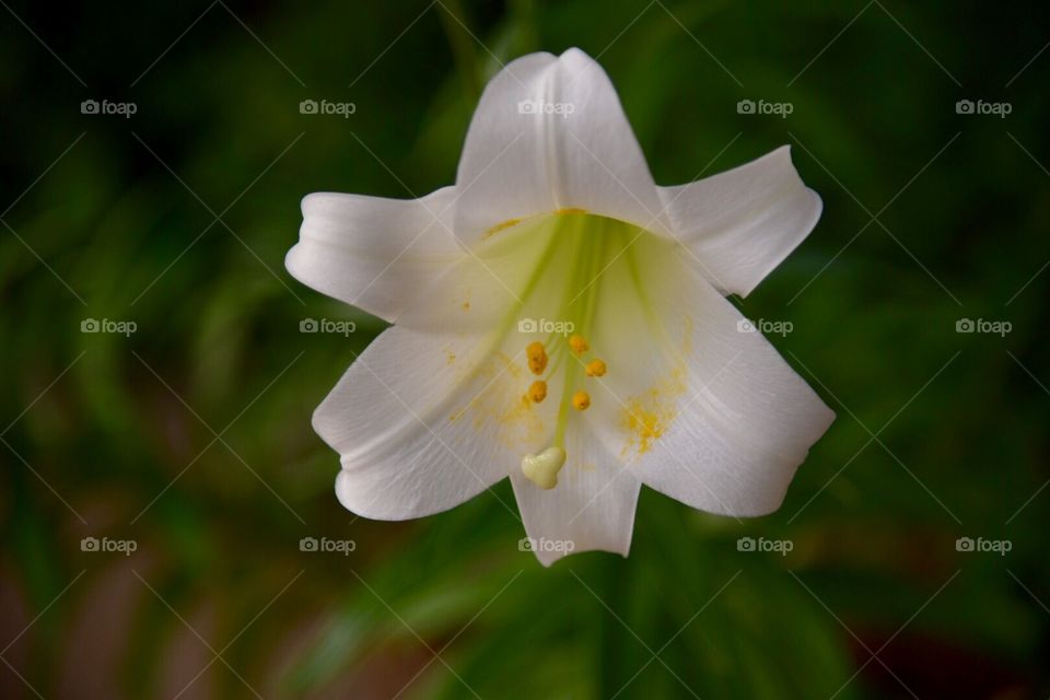 Closeup of one white Easter lily flower blooming in early spring 