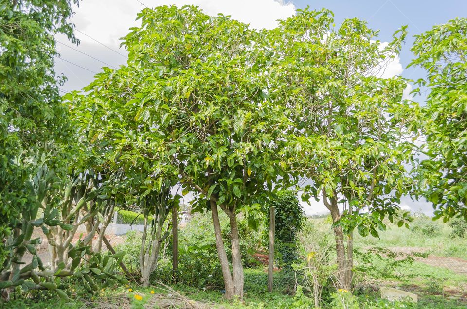 Noni Trees