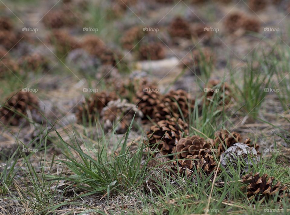 Rich brown texture and details on ponderosa pine tree cones angst bright green wild grasses on the forest floor. 