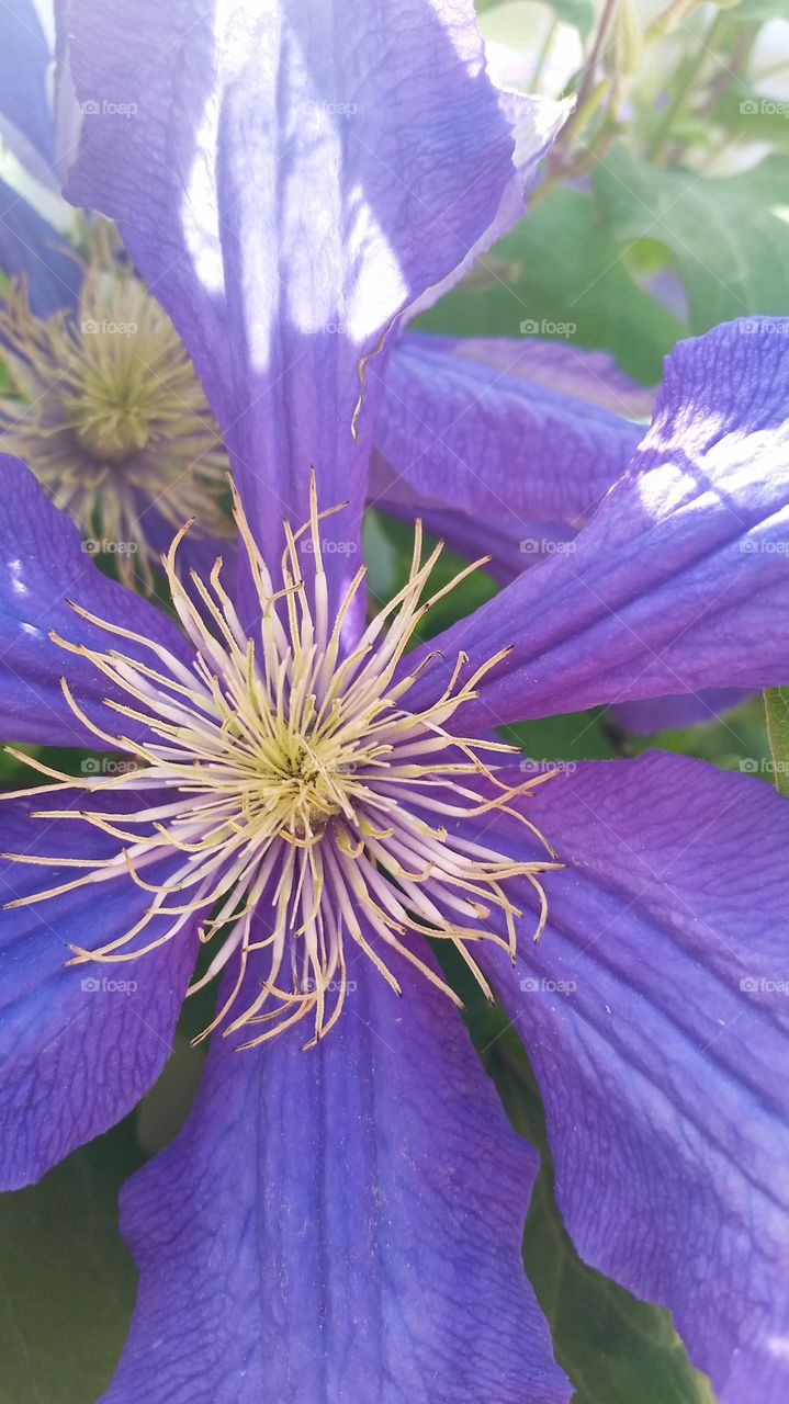 purple clematis