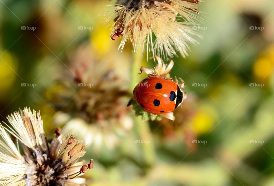 Sweet lady bug