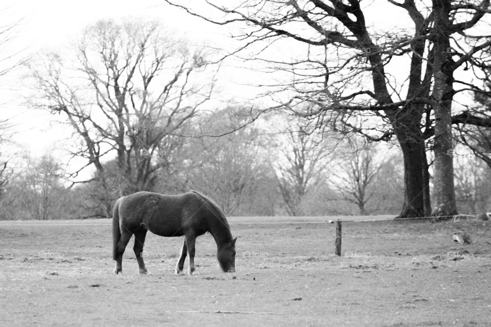 Tree, Winter, Mammal, Cavalry, No Person