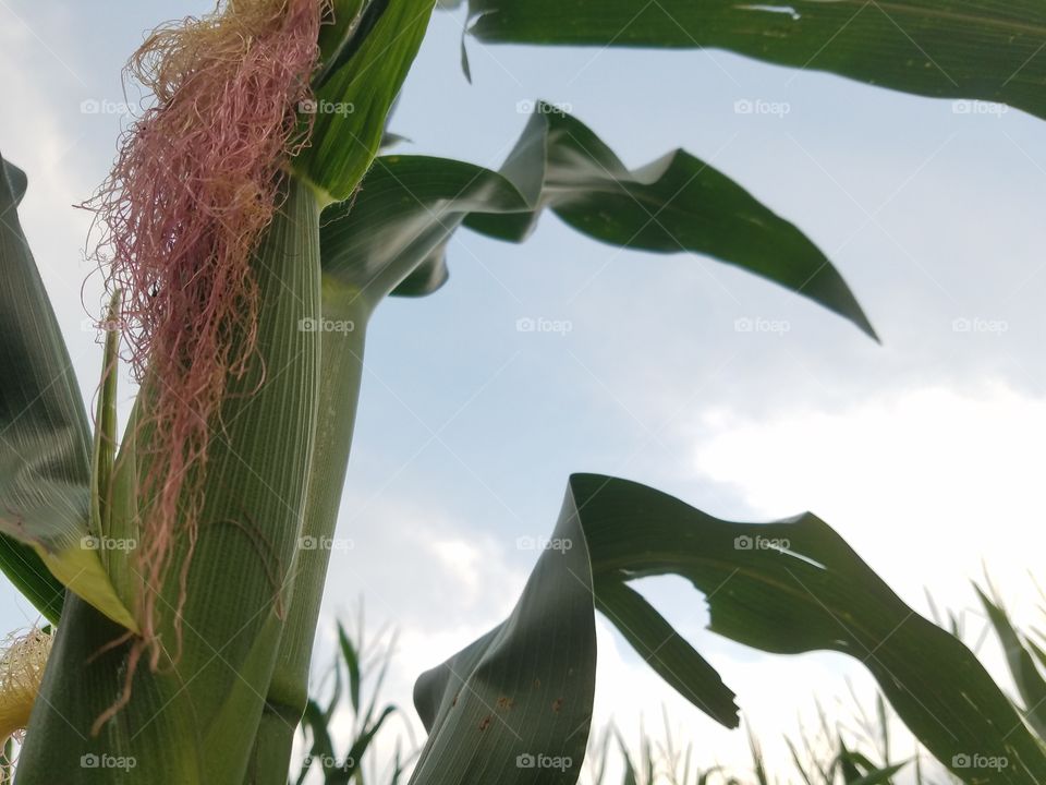 Nature, No Person, Corn, Agriculture, Leaf