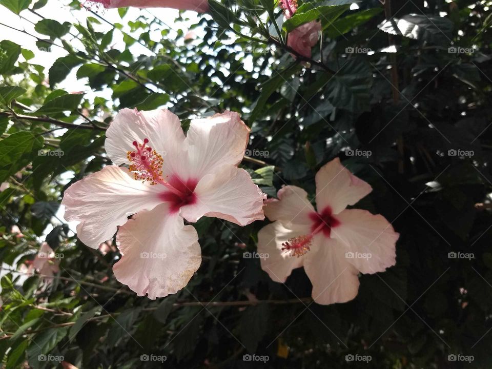 Pink Hibiscus
