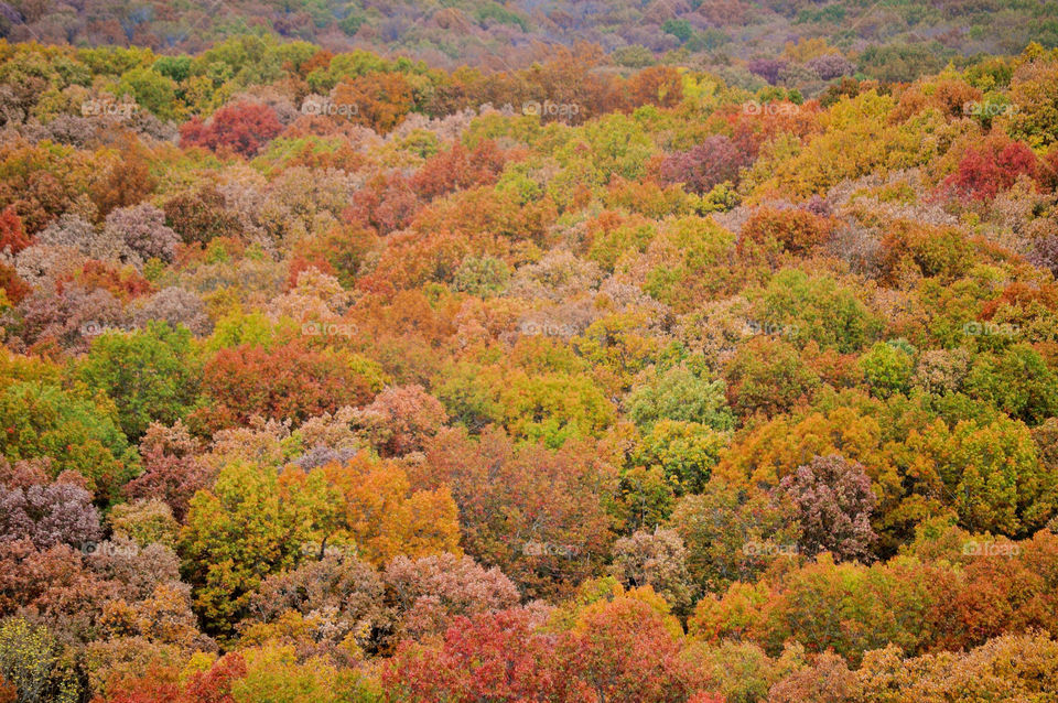 nature outdoors colors tree by refocusphoto