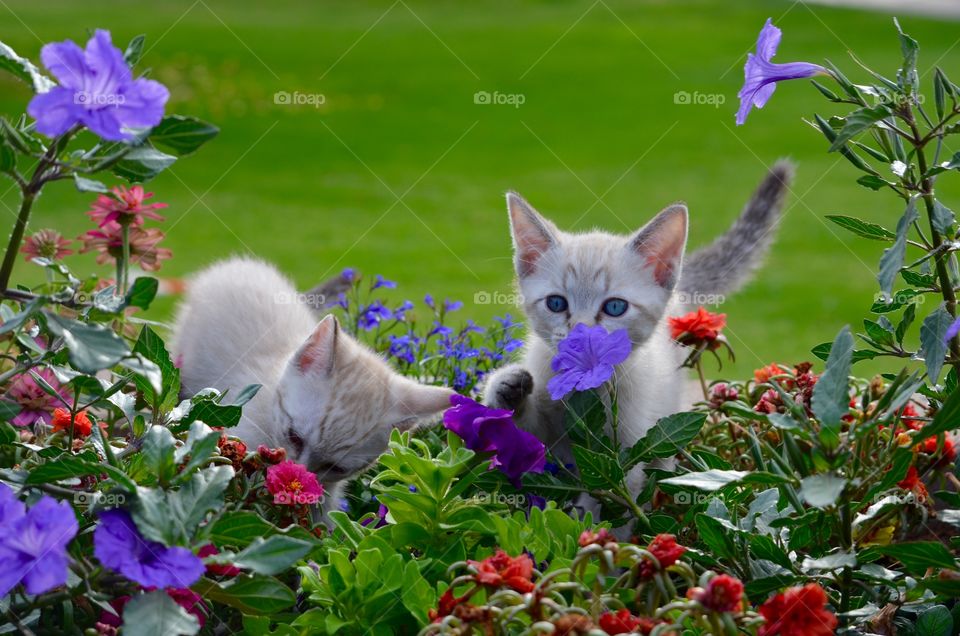 Close-up of cats near flower