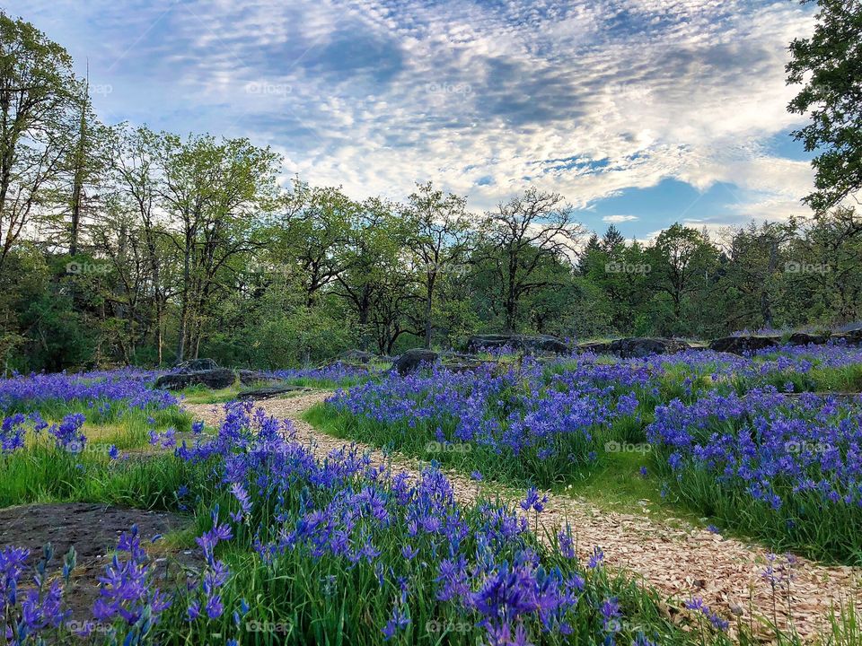 Path Through The Flowers 