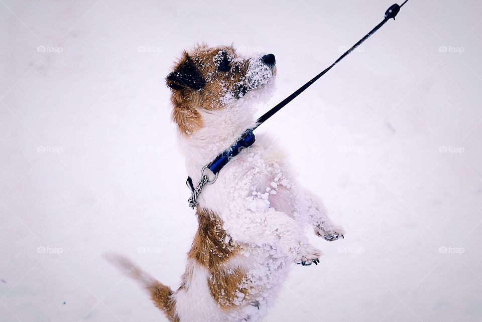 Cute and snowy dog