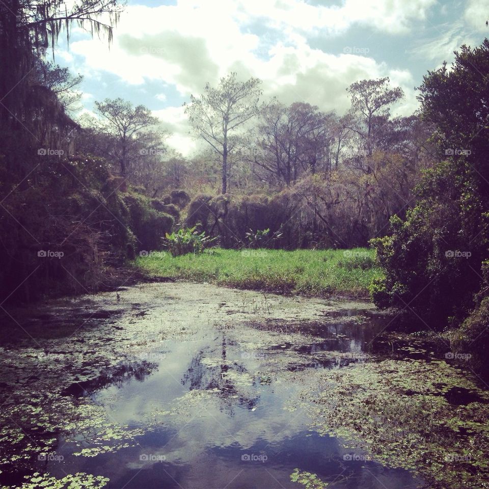 juressic park feeling