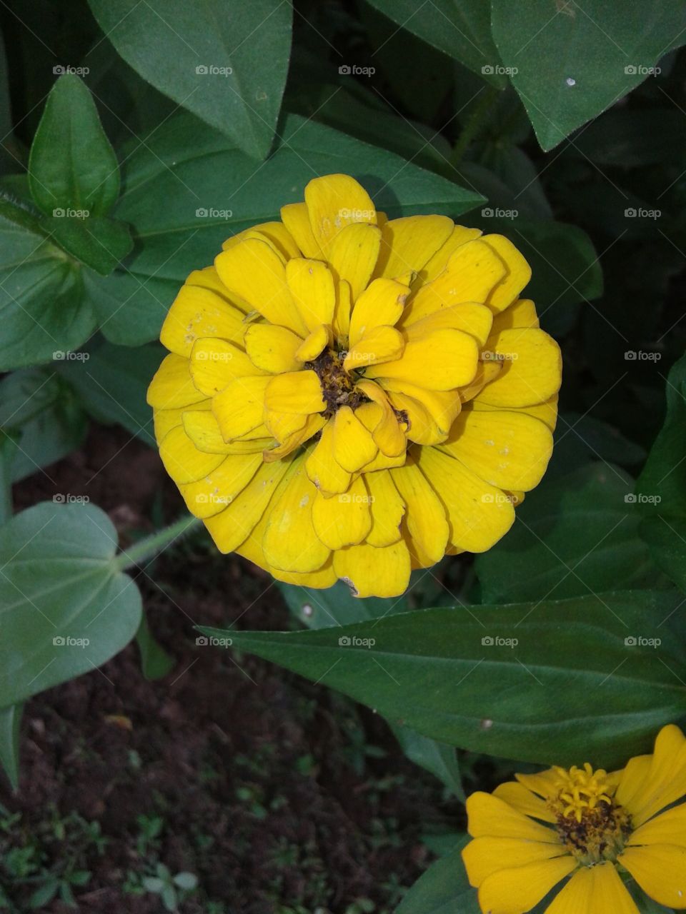 flor amarel