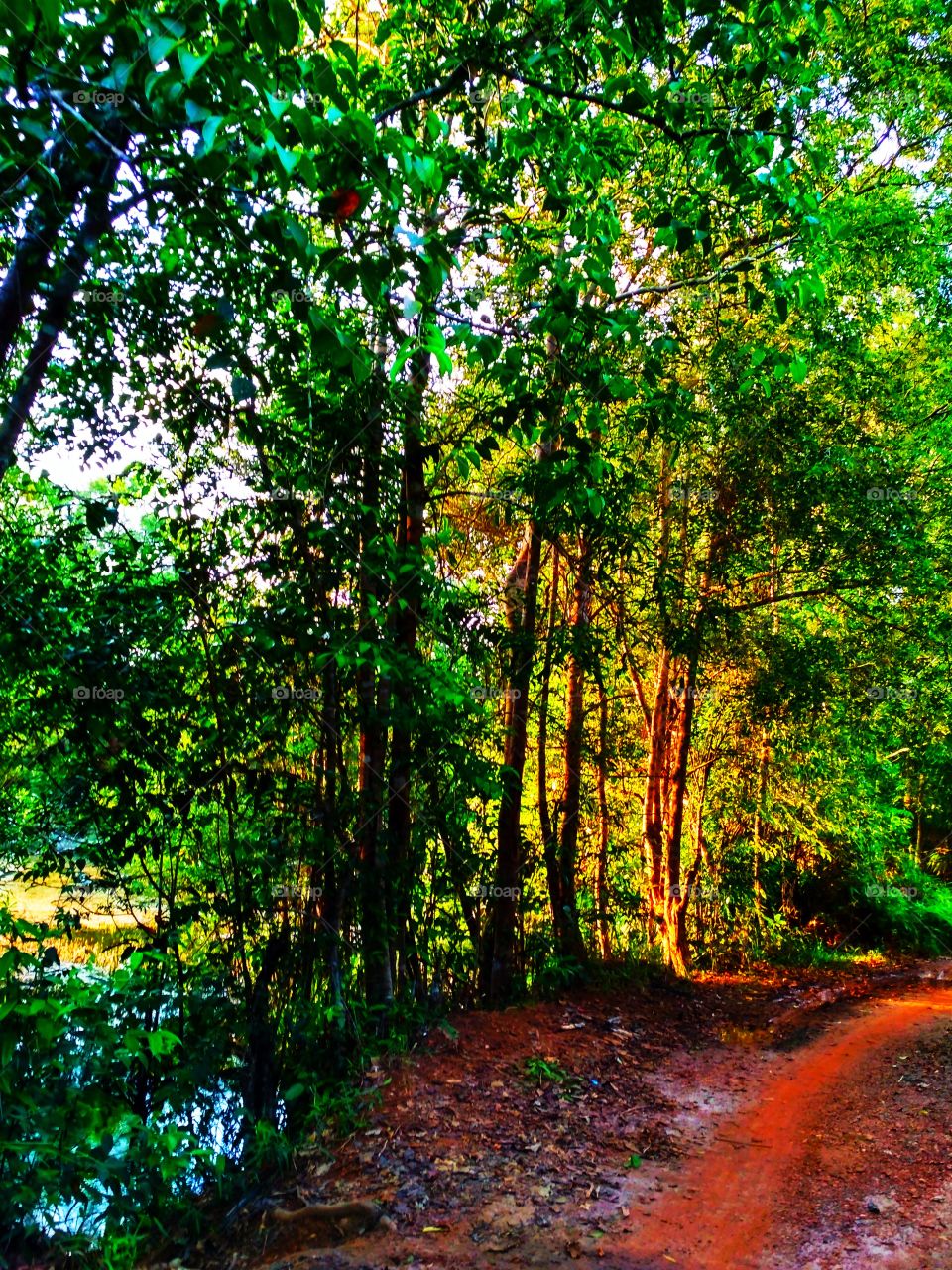 Trees between swamp and the path