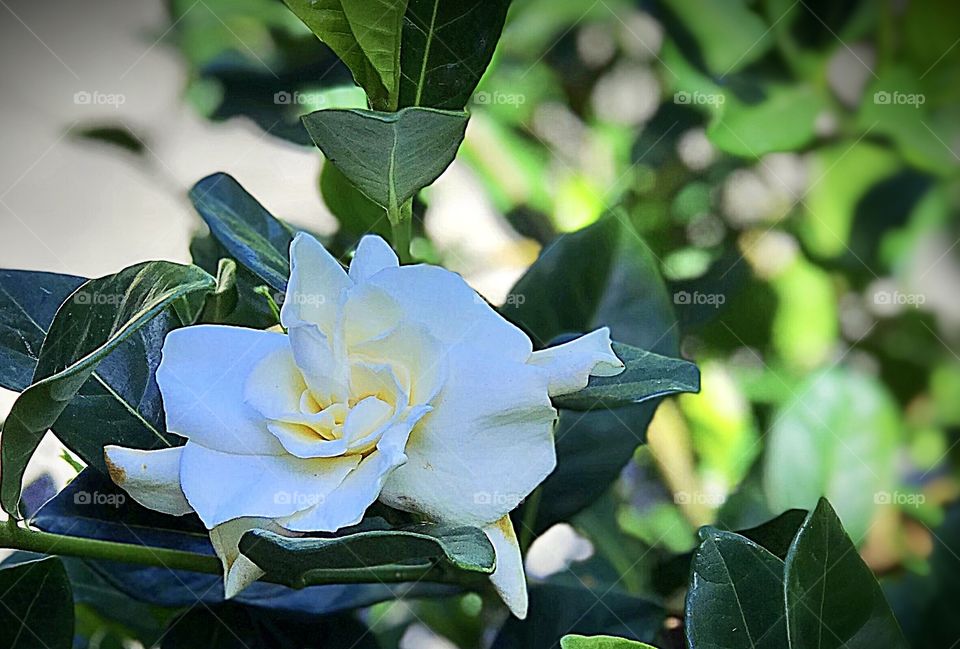 Gardenia