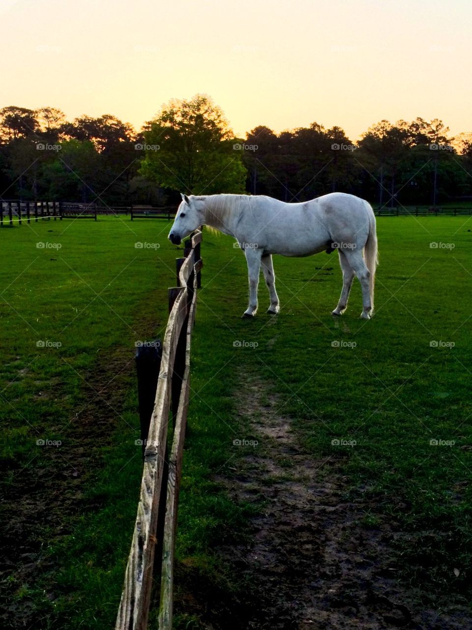 View of a horse standing on grass at sunrise