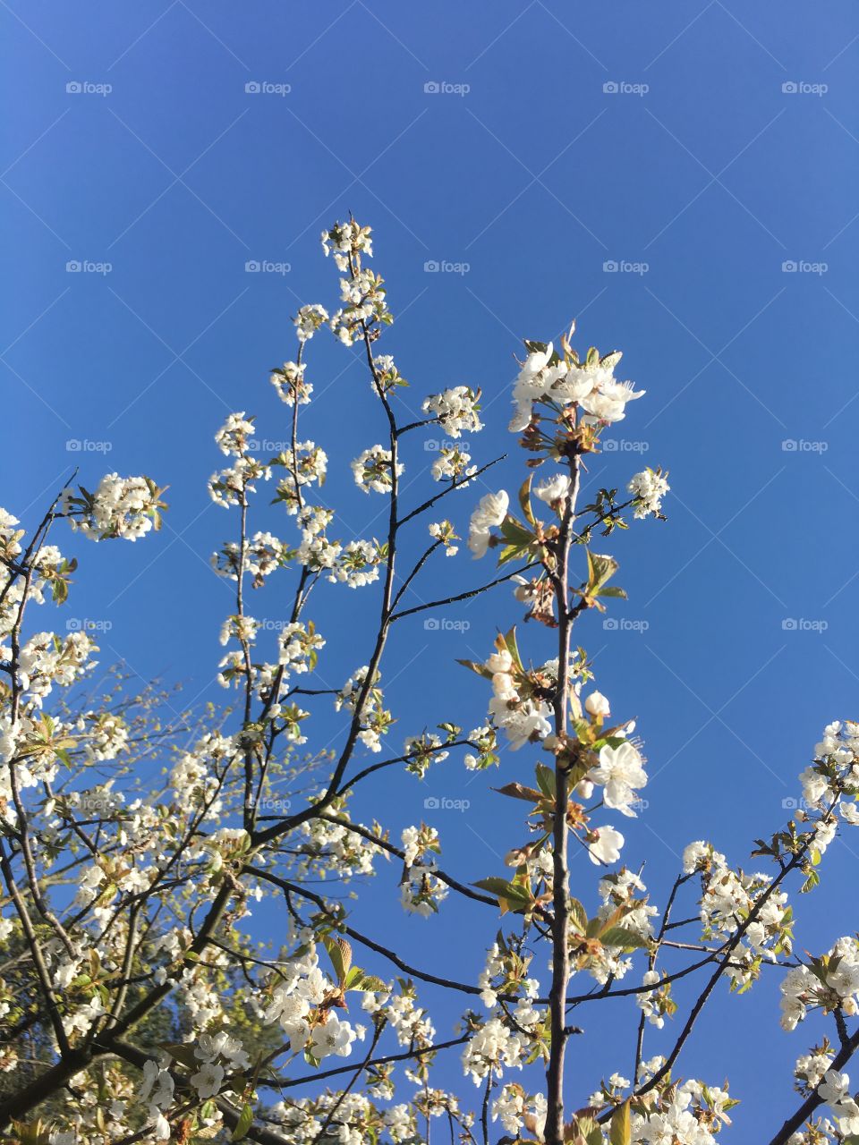 Cherry tree branches with blue sky from the bottom