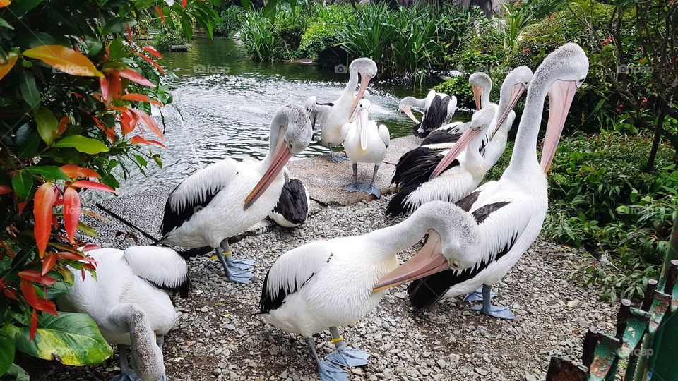 white bird
white bird