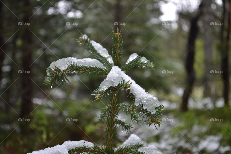 Melting snow on pine branch in springtime in the Rocky Mountain alpines