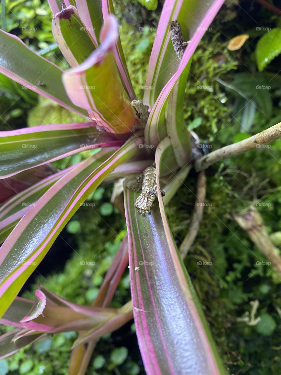 Mourning Gecko Hiding Inside a Bromeliad