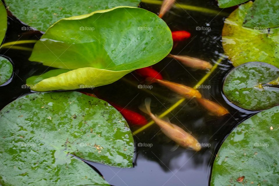 water lilies and goldfish at the pond