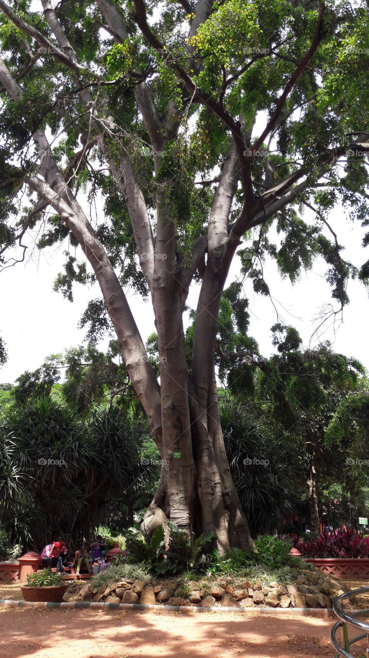 trunk tree