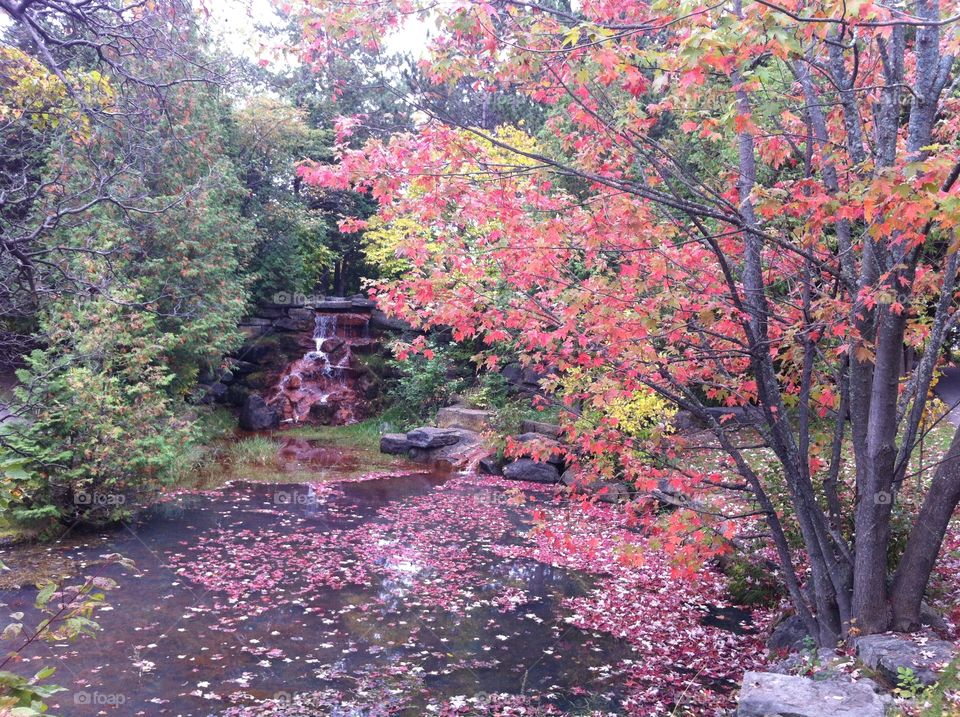 Multicoloured autumn leaves and foliage drop from trees into a stream and waterfall at Andrew Haydon Park in Ottawa, Ontario, Canada