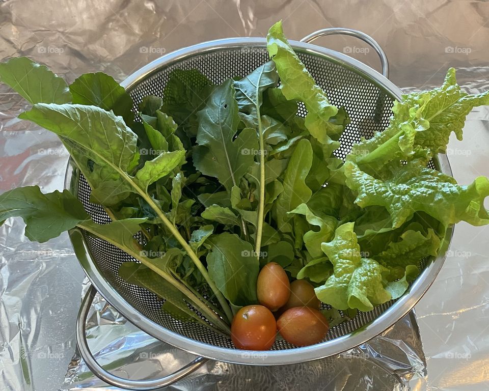 Colander of leafy vegetables picked out from my garden. Arugula, lettuce and tomatoes 