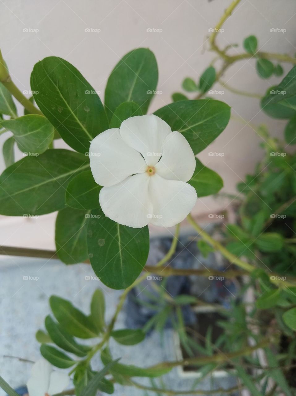 periwinkle white flower looks very beautiful generally found everywhere fresh seasonal known as sadabahar