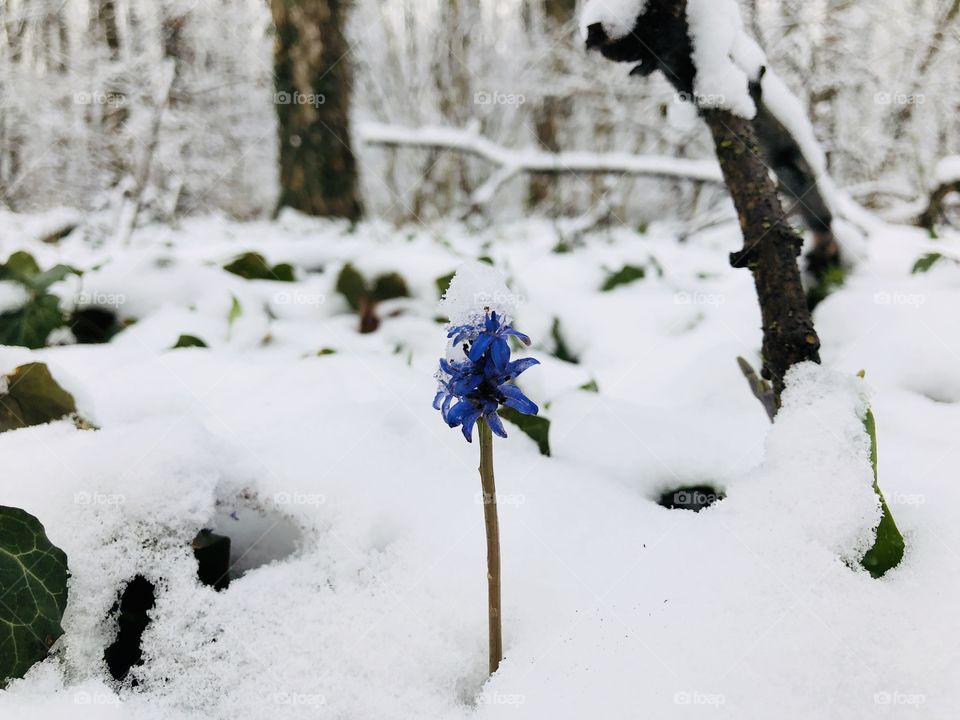 Flower in spring