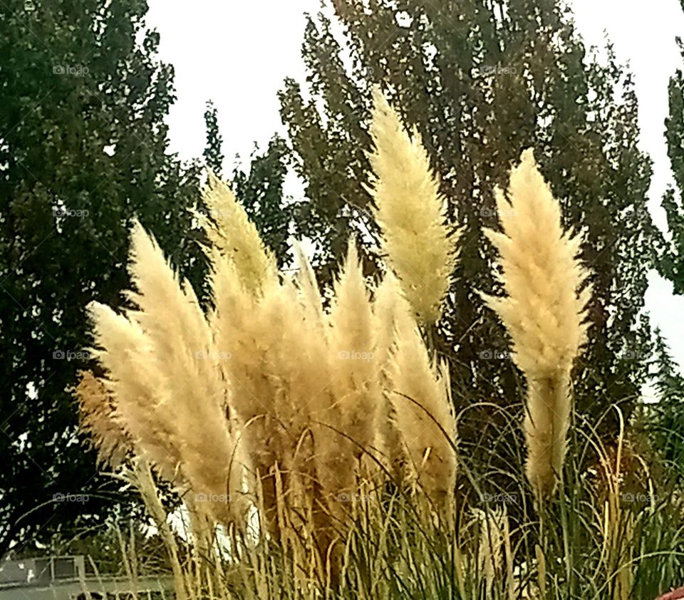 A bunch of giant white pampas grass with tall maple and cedar trees in the background.