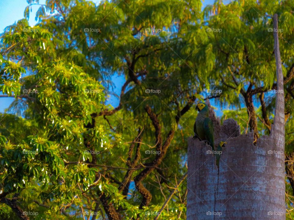 Casal de Maracanã do Buriti admirando um final de tarde da entrada de seu ninho