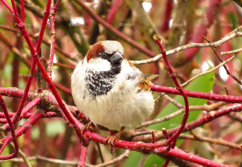 cute sparrow