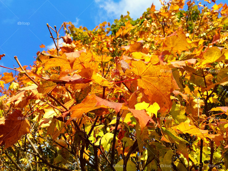 Autumn colors