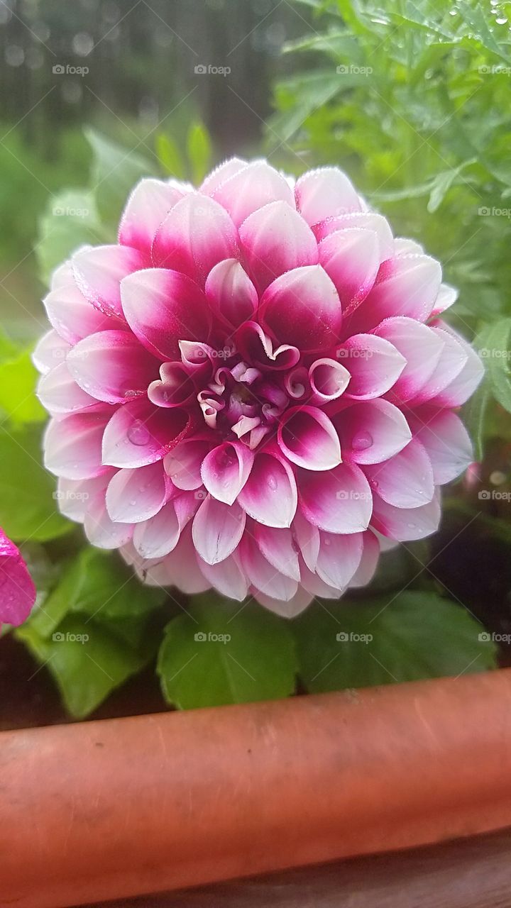 punk and white dahlia blooming in a deck box