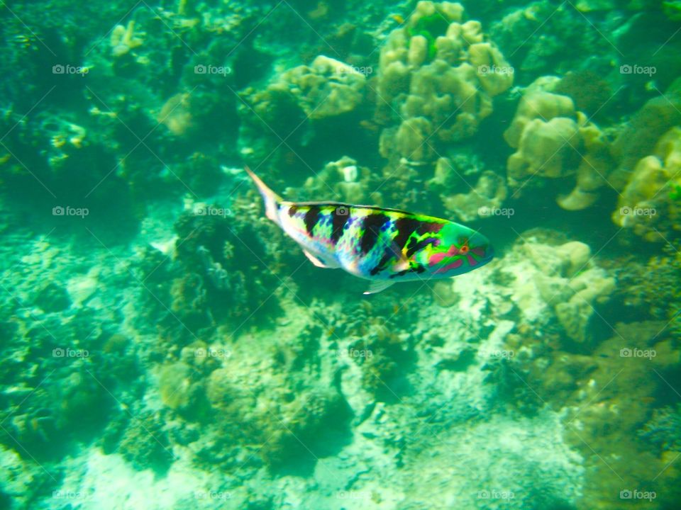 Parrot fish. Swimming with fishes