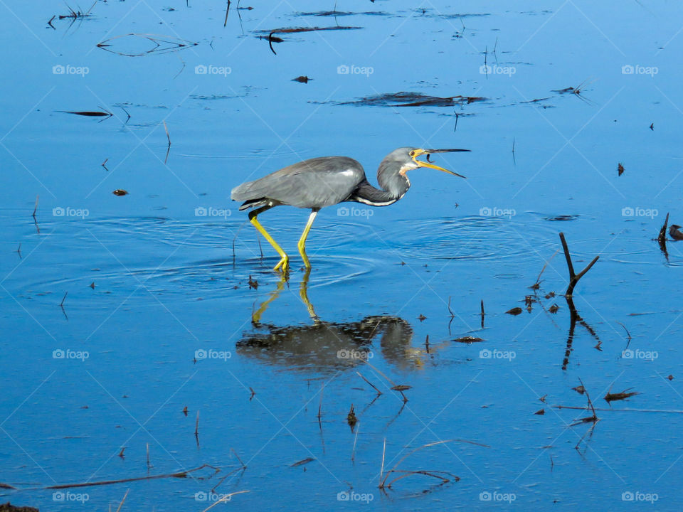 Catching dinner