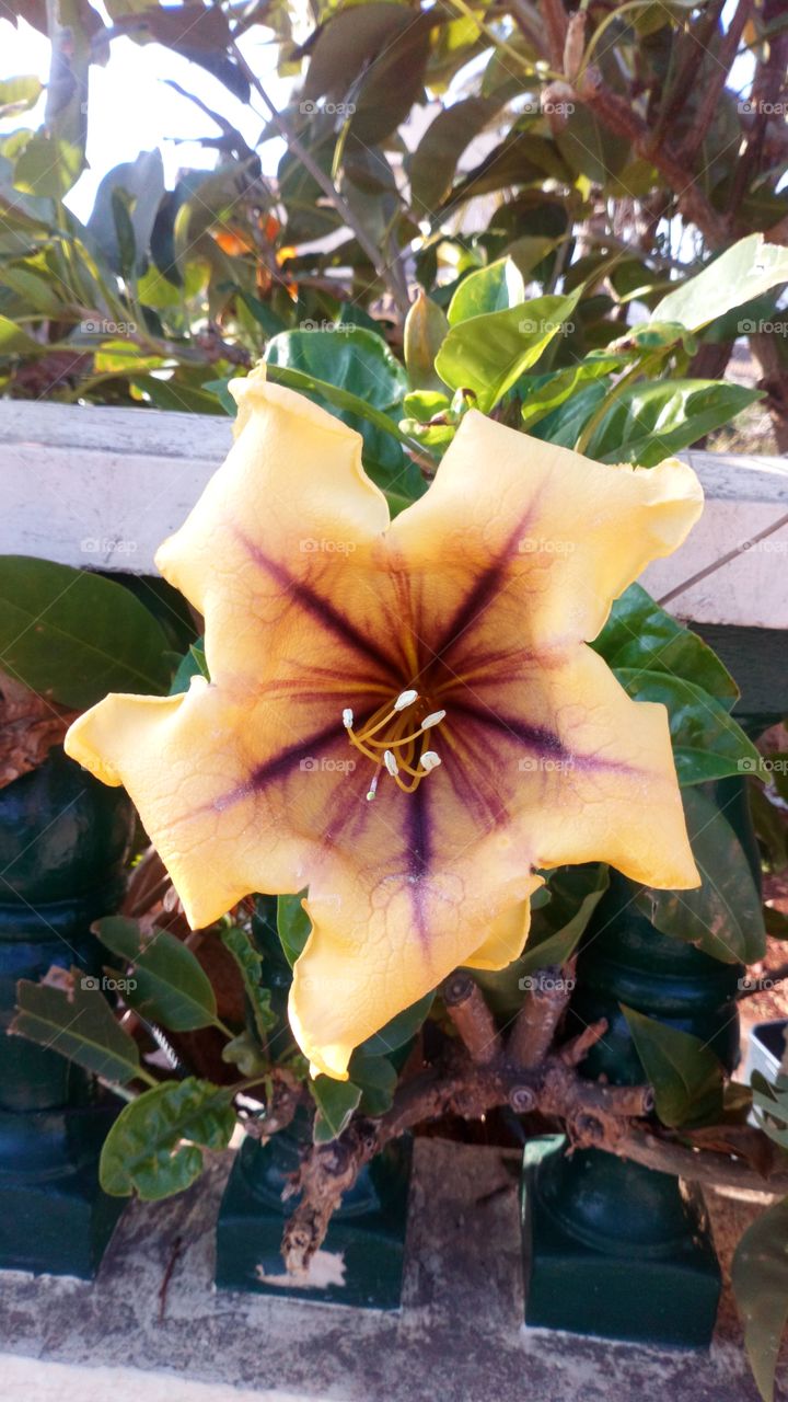 Flor amarillo morado planta