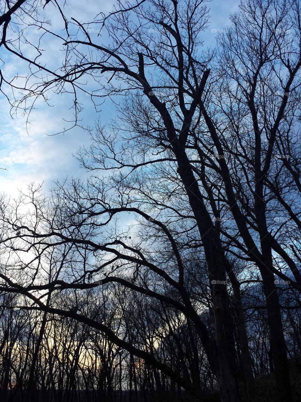 Low angle view of bare trees in forest