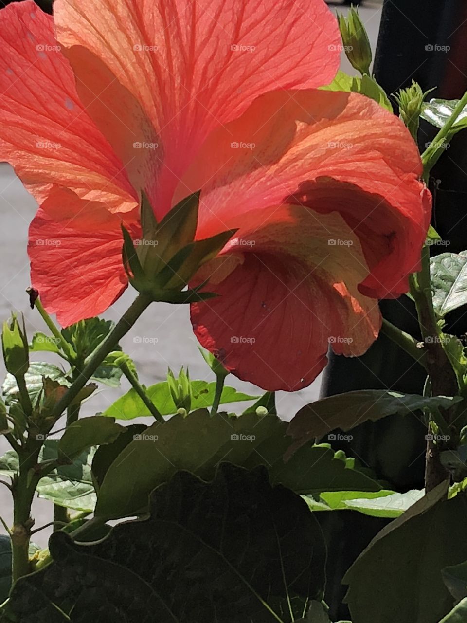 Orange hibiscus- dancing in the sunshine 