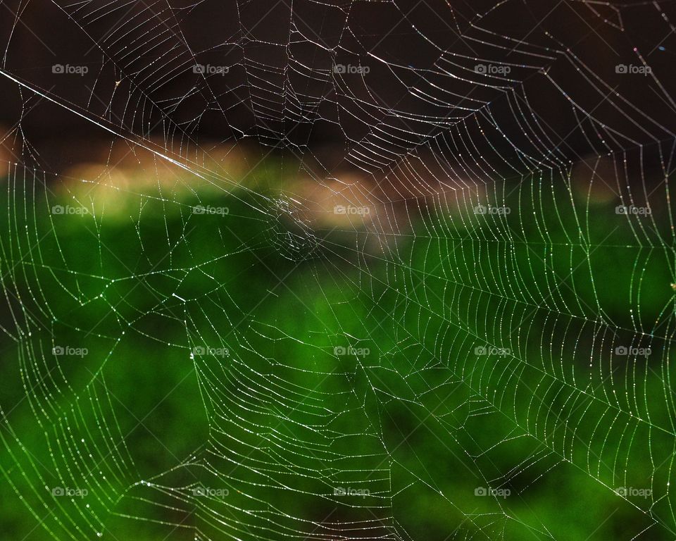 Spiderweb