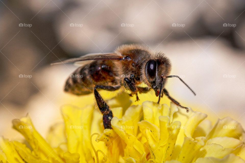 A bee at the yellow flower